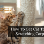 How To Get Cat To Stop Scratching Carpet?