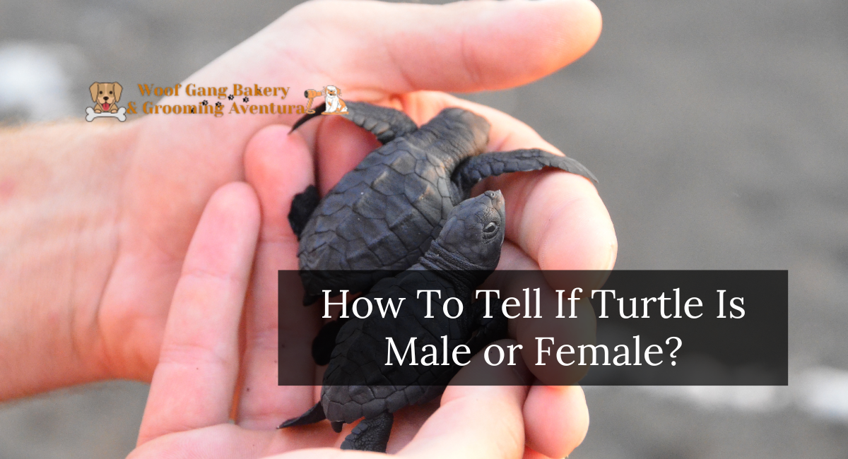 How To Tell If Turtle Is Male or Female?
