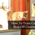 How To Train Cats To Stay Off Counters?