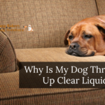 Why Is My Dog Throwing Up Clear Liquid?