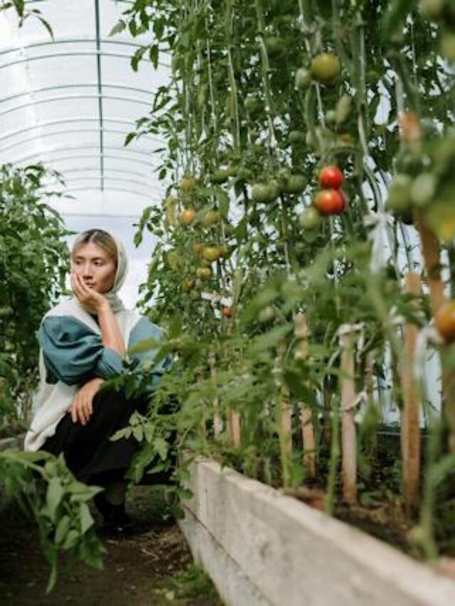 The Best Types Of Tomatoes To Grow In The South
