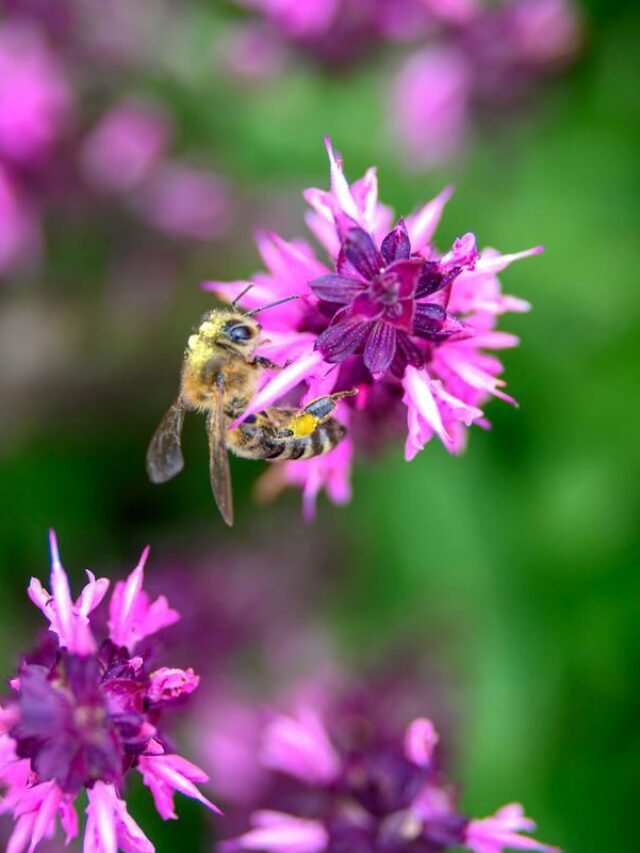Flowers That Make Your Garden More Bee-Friendly