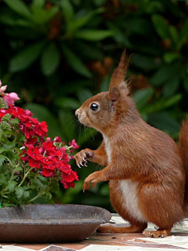 Want to Keep Squirrels From Eating Your Garden? Here's What to Plant